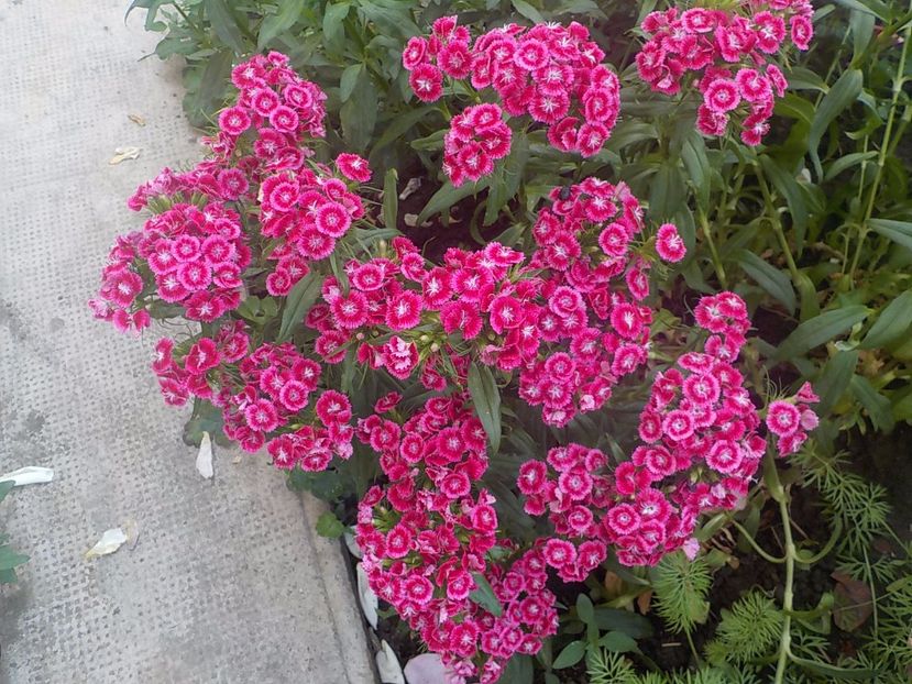  - dianthus