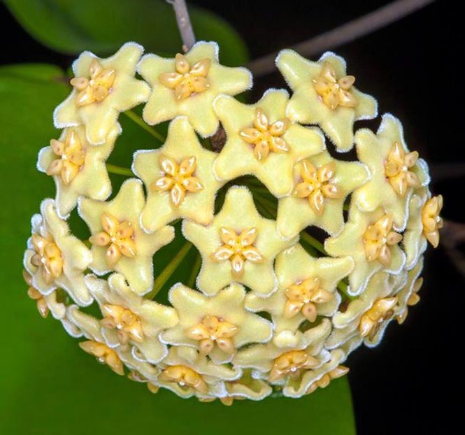 Hoya dischorensis -poza net - Dischorensis