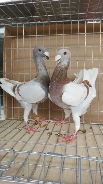  - Porumbei germani de frumusete