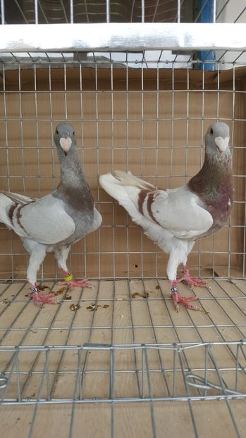  - Porumbei germani de frumusete