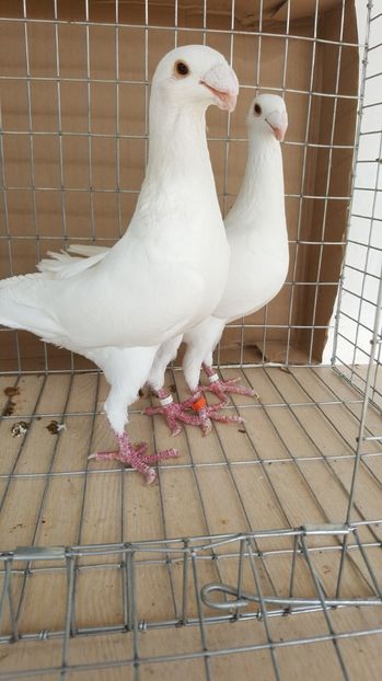  - Porumbei germani de frumusete