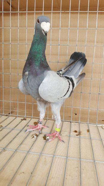  - Porumbei germani de frumusete