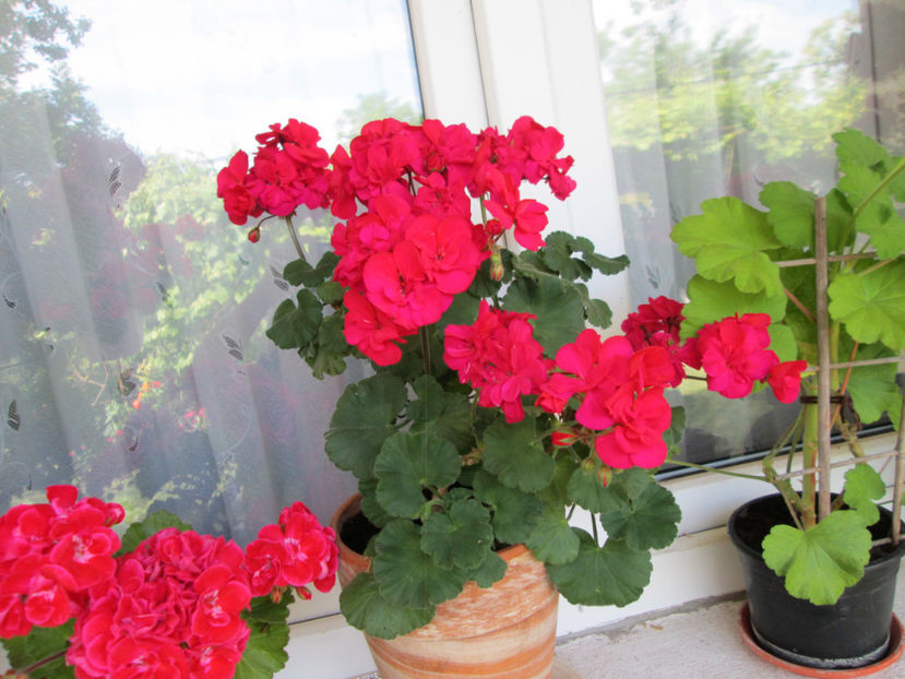  - Frumuseti la casa parinteasca