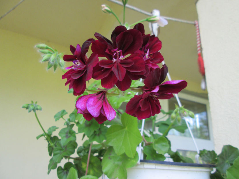  - Frumuseti la casa parinteasca