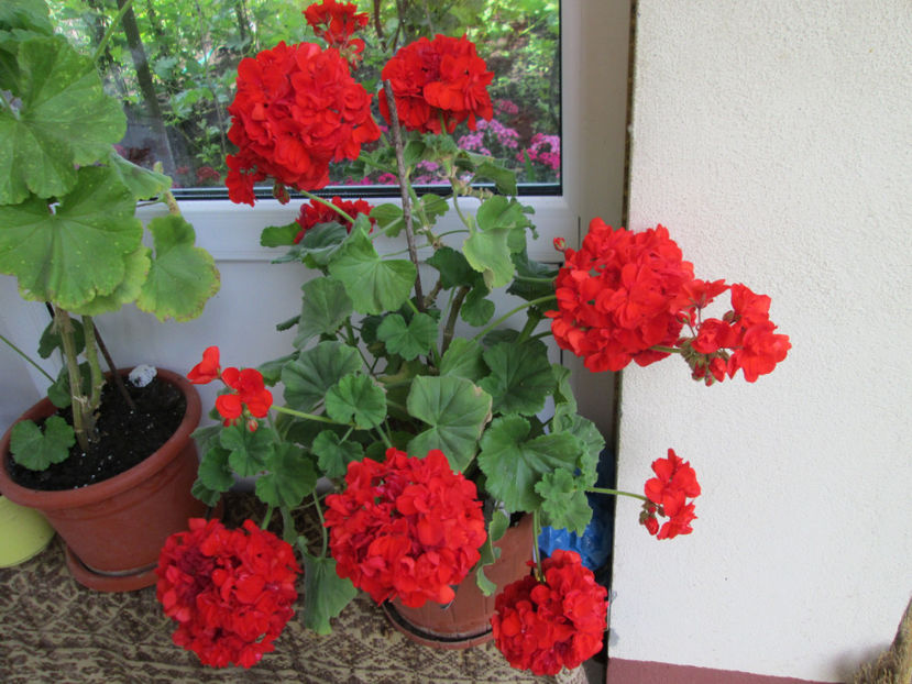  - Frumuseti la casa parinteasca