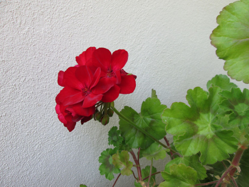  - Frumuseti la casa parinteasca