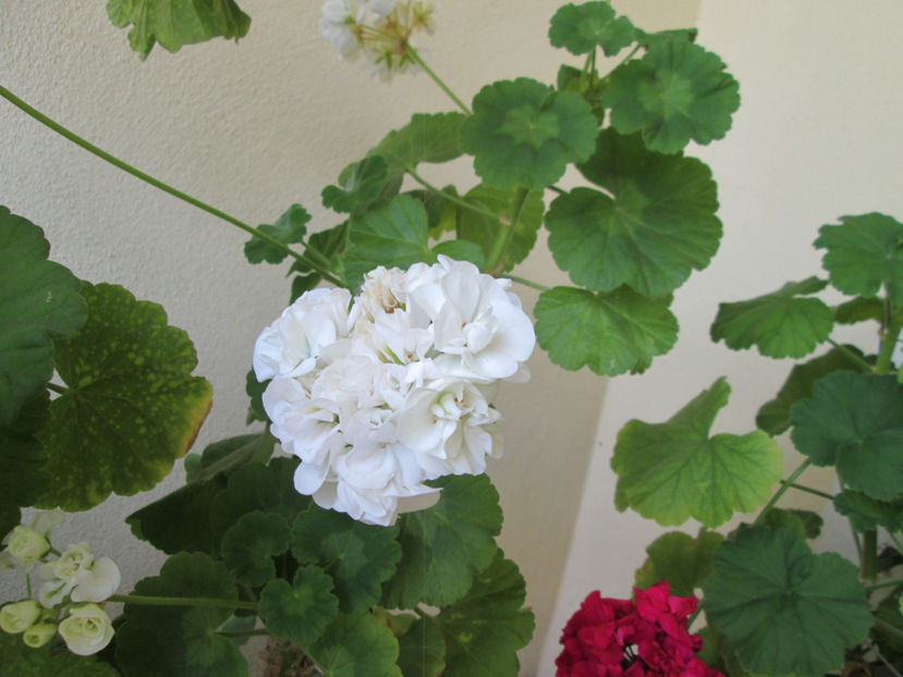  - Frumuseti la casa parinteasca