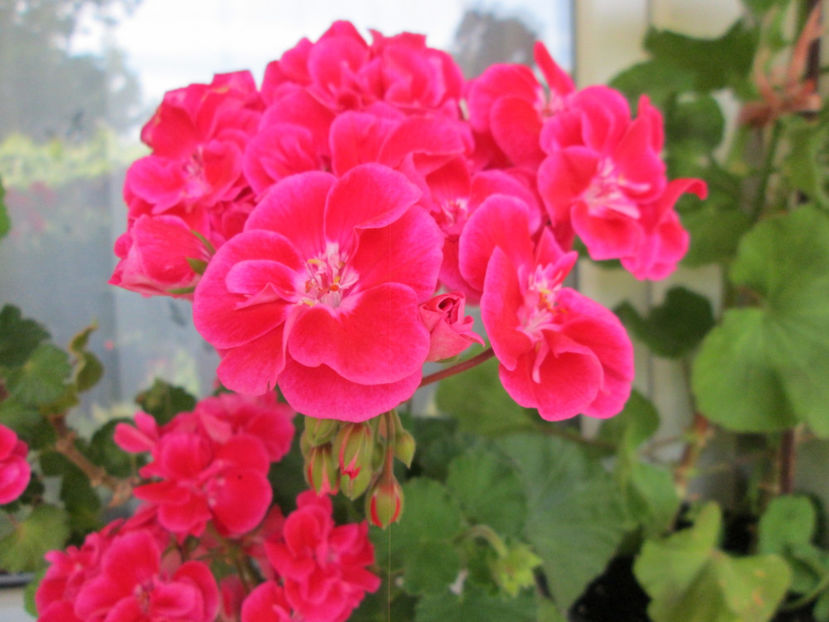  - Frumuseti la casa parinteasca