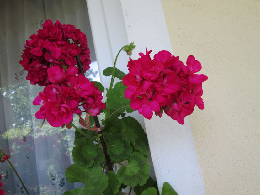  - Frumuseti la casa parinteasca