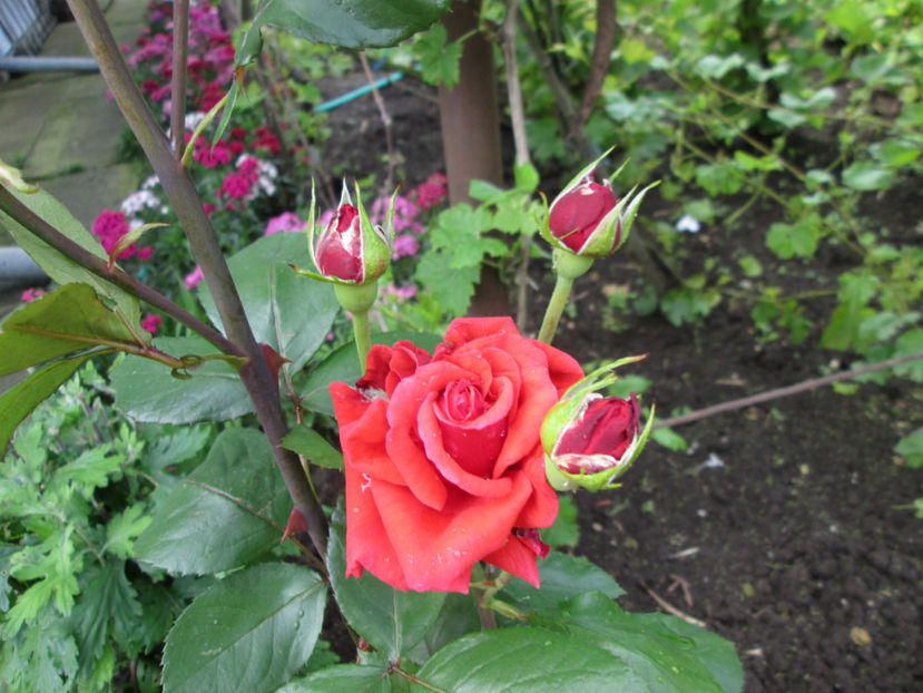  - Frumuseti la casa parinteasca