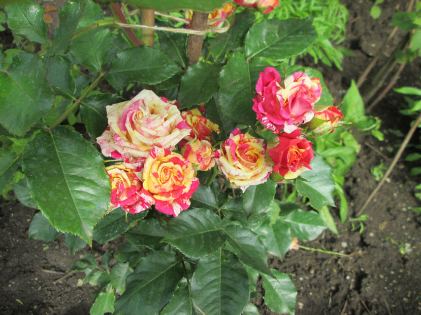  - Frumuseti la casa parinteasca