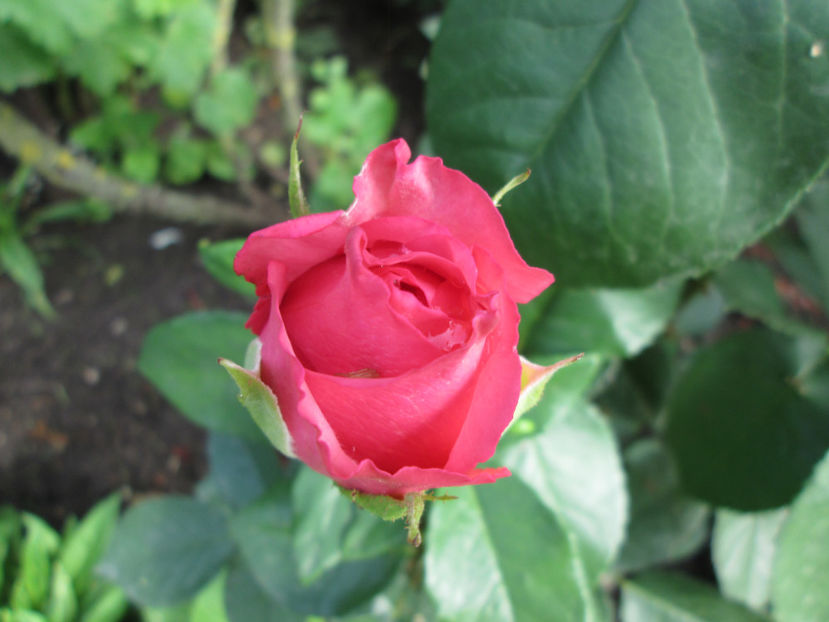  - Frumuseti la casa parinteasca