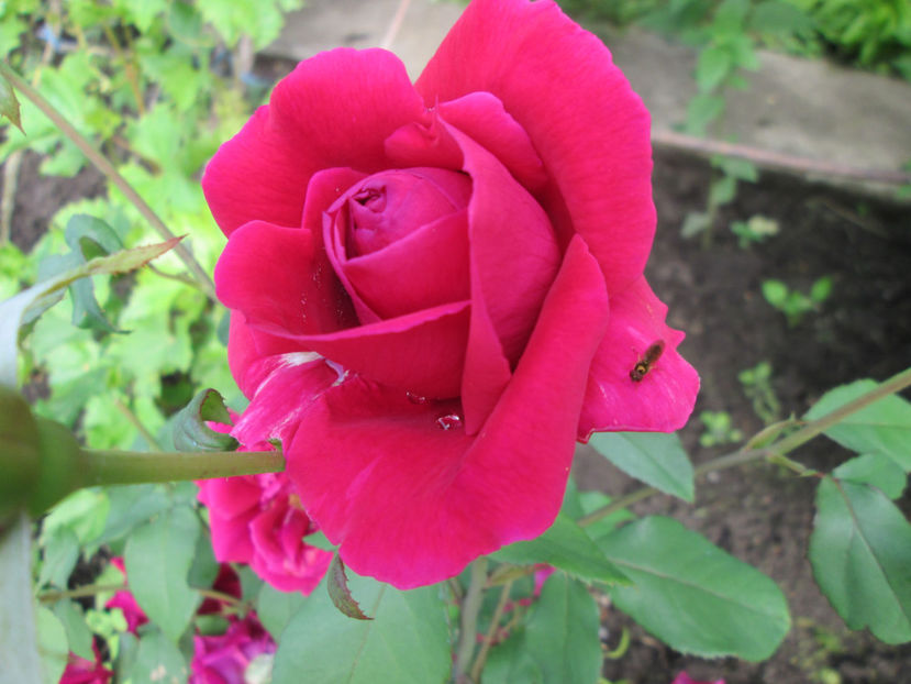  - Frumuseti la casa parinteasca