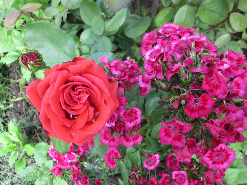  - Frumuseti la casa parinteasca