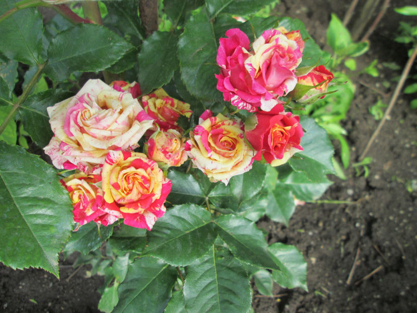  - Frumuseti la casa parinteasca