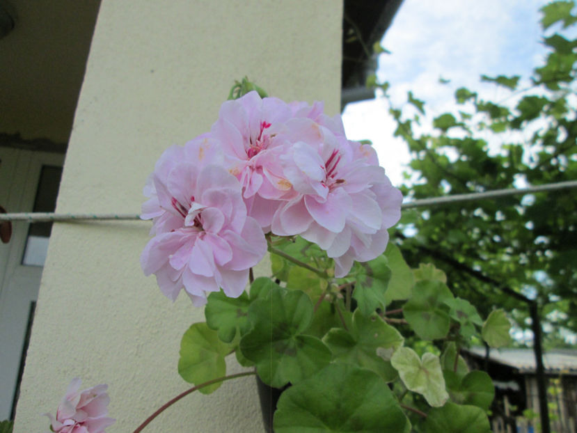  - Frumuseti la casa parinteasca