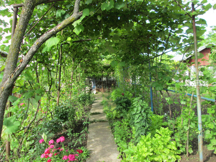  - Frumuseti la casa parinteasca