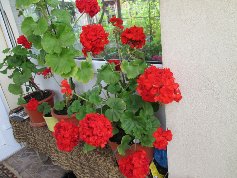  - Frumuseti la casa parinteasca