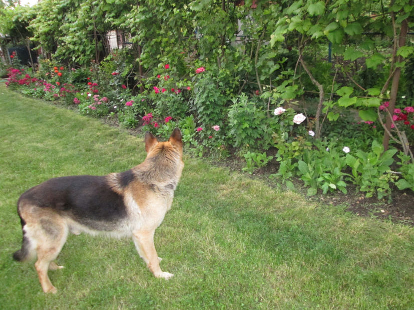  - Frumuseti la casa parinteasca