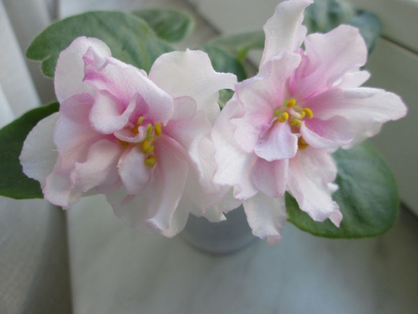  - Ek-Pearl Marshmallow