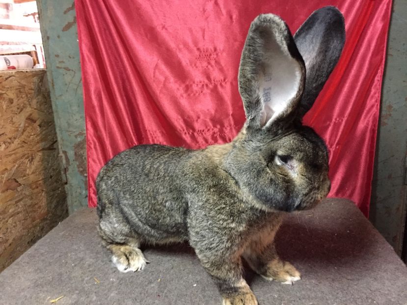  - M1 Vandut inapoi in Alba