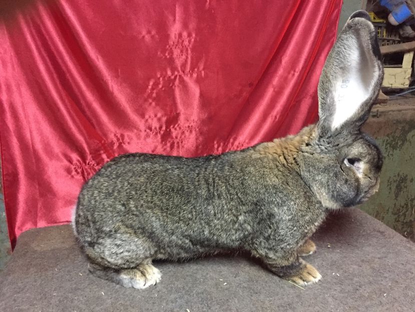  - M1 Vandut inapoi in Alba