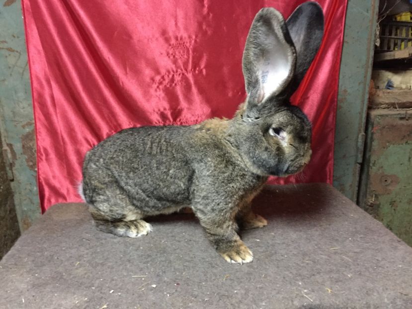  - M1 Vandut inapoi in Alba