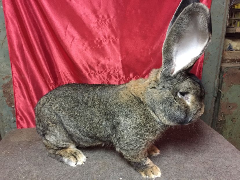  - M1 Vandut inapoi in Alba