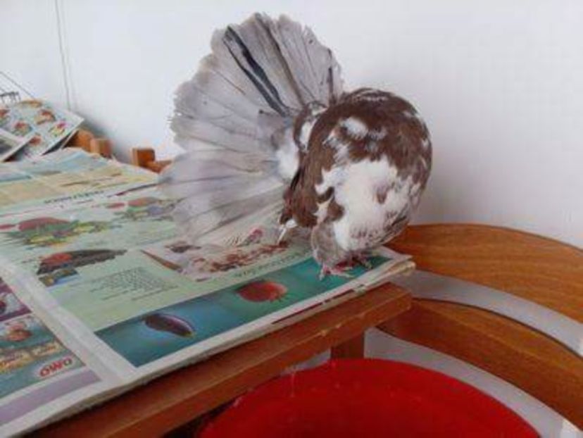 received_636874953184223 - Porumbei Voltati