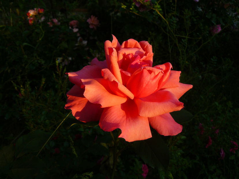 In loc de Ebb Tide ! Gradina Maxx - 2017 Trandafiri iunie