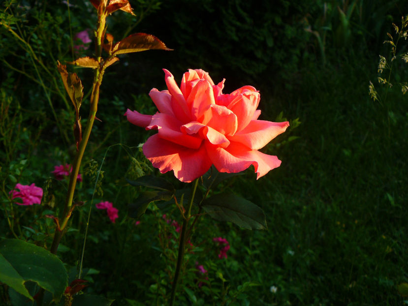 Il recunoaste cineva ? - 2017 Trandafiri iunie