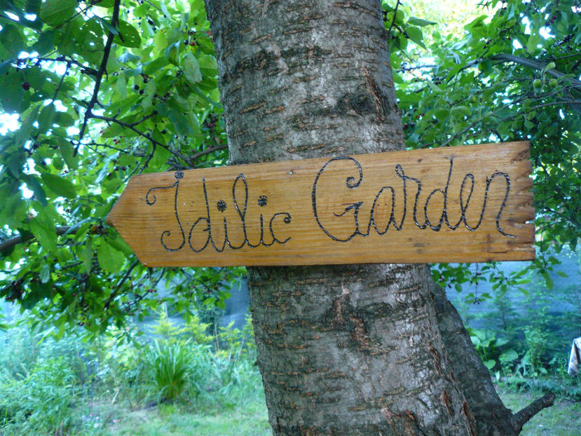 Sa nu ma pierd :-)) - 2017 Trandafiri iunie