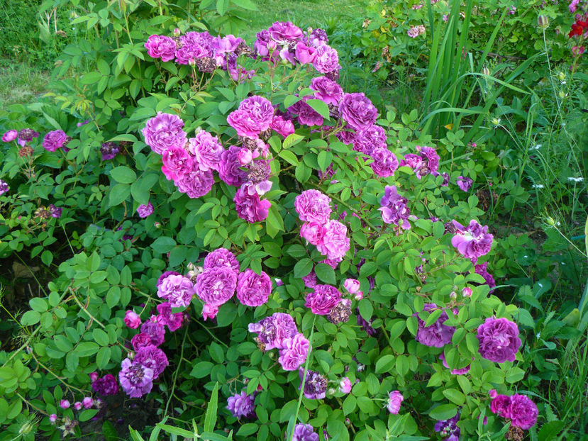 Cardinal Richelieu - 2017 Trandafiri iunie