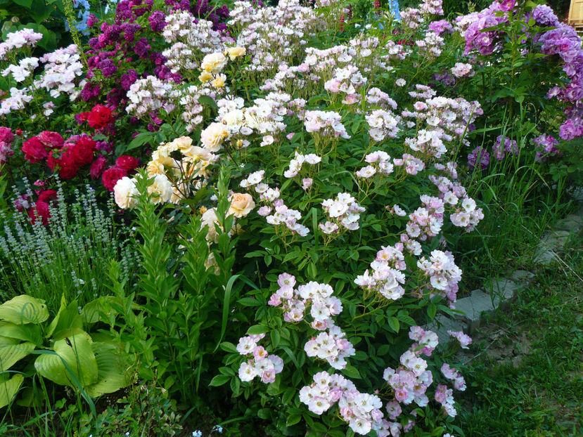 Apple Blossom - 2017 Trandafiri iunie