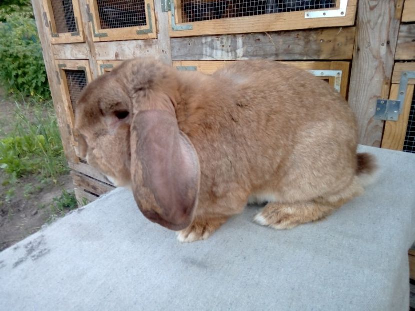  - ARHIVA IEPURI ce am avut câteva exemplare