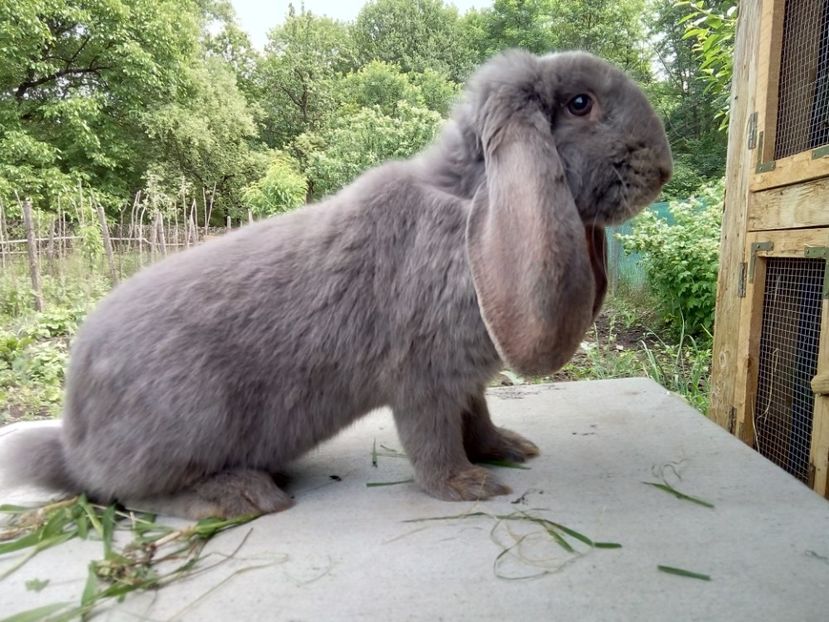  - ARHIVA IEPURI ce am avut câteva exemplare