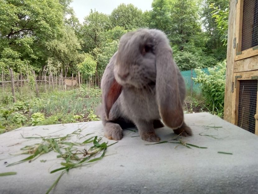  - ARHIVA IEPURI ce am avut câteva exemplare