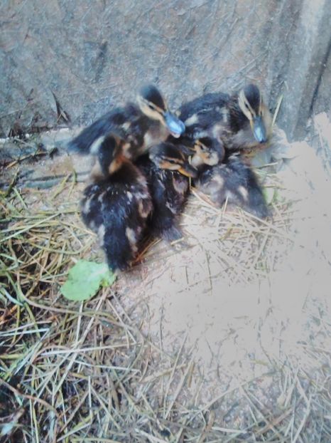  - pui de rata salbatica si pui de gaina de rasa