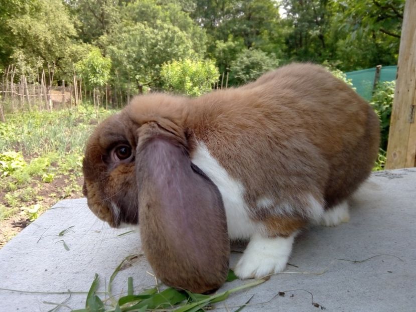  - ARHIVA IEPURI ce am avut câteva exemplare