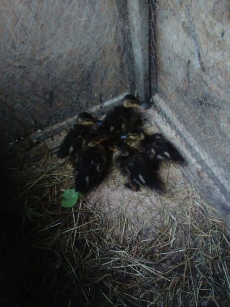  - pui de rata salbatica si pui de gaina de rasa