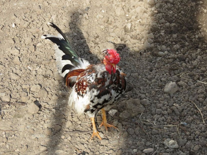 IMG-20170515-WA0019 - 1-Gaini Pitice