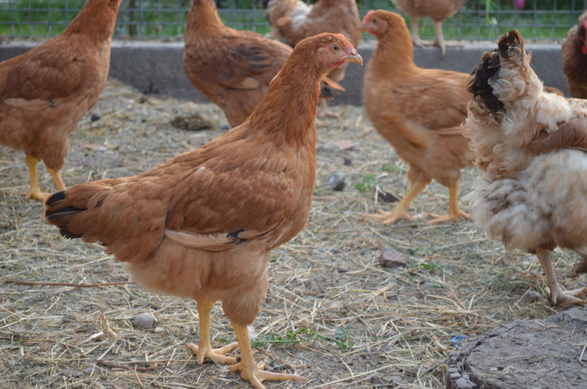 Puici Kabir 3 luni - KABIR 2017