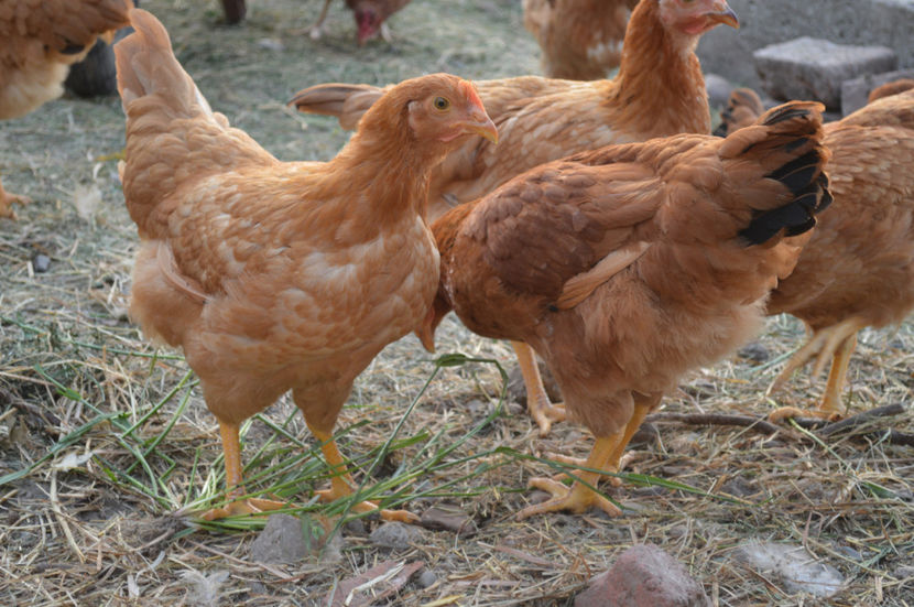 Puici Kabir - KABIR 2017