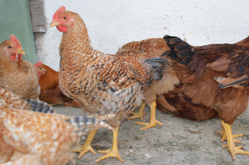 cocosi Kabir 3 luni - KABIR 2017