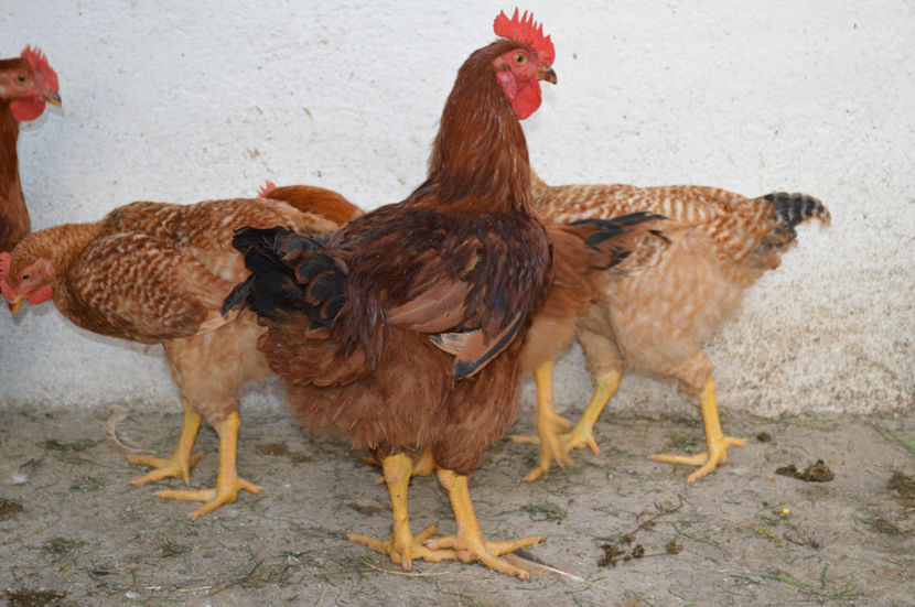 cocos Ranger - KABIR 2017