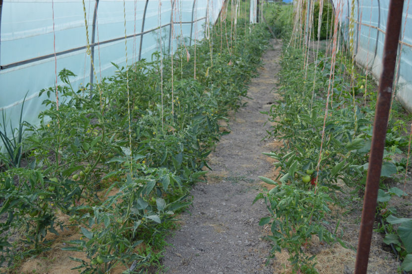 rosii Gravitet solar 1 - GRADINARIT - GARDENING