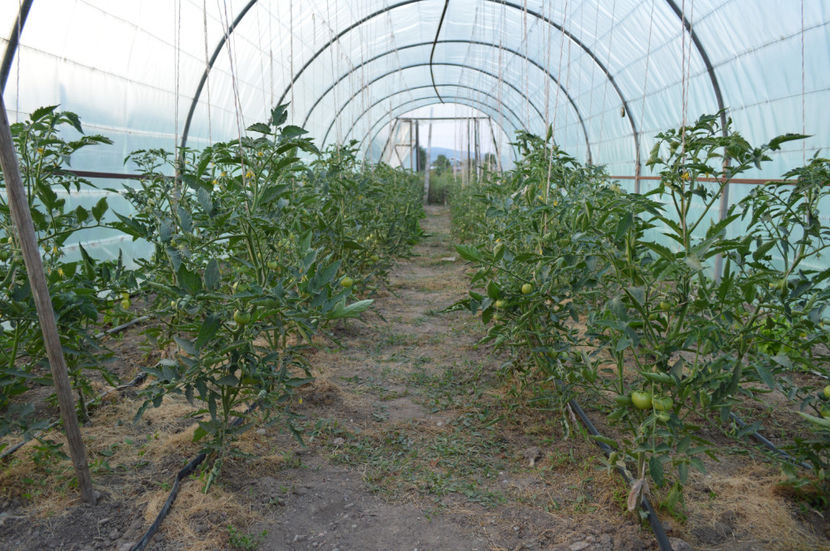 rosii Gravitet solar 2 - GRADINARIT - GARDENING