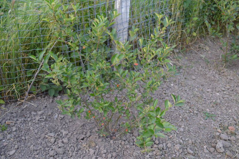 Aronia - GRADINARIT - GARDENING