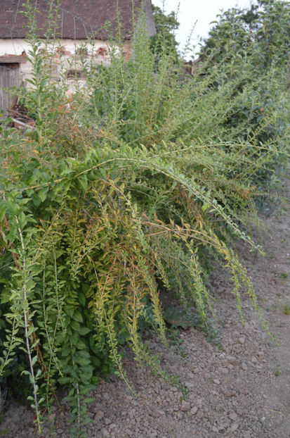 Goji - GRADINARIT - GARDENING