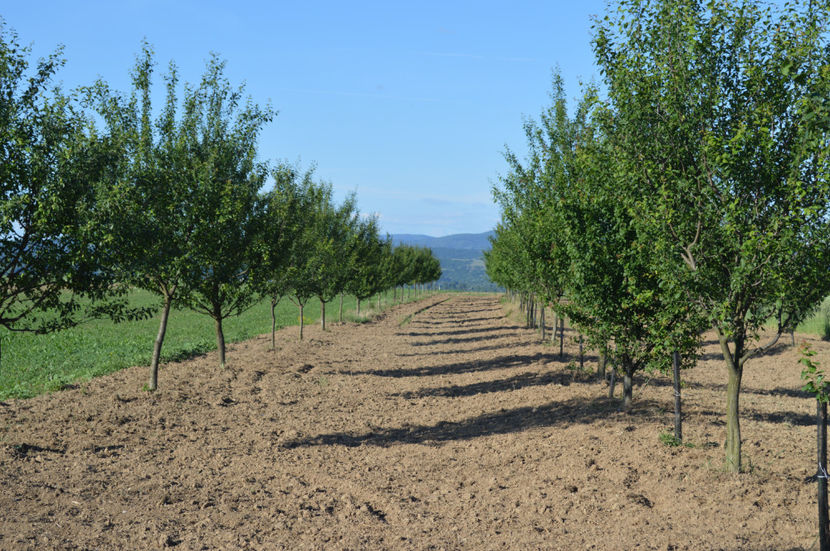 livada de pruni - GRADINARIT - GARDENING